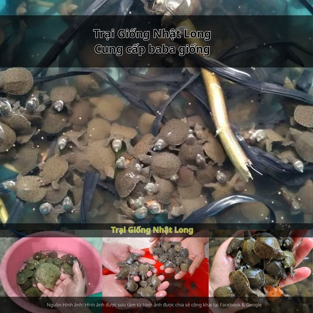 Sự phát triển của các trại giống baba tại Bến Tre đã mở ra cơ hội lớn cho bà con