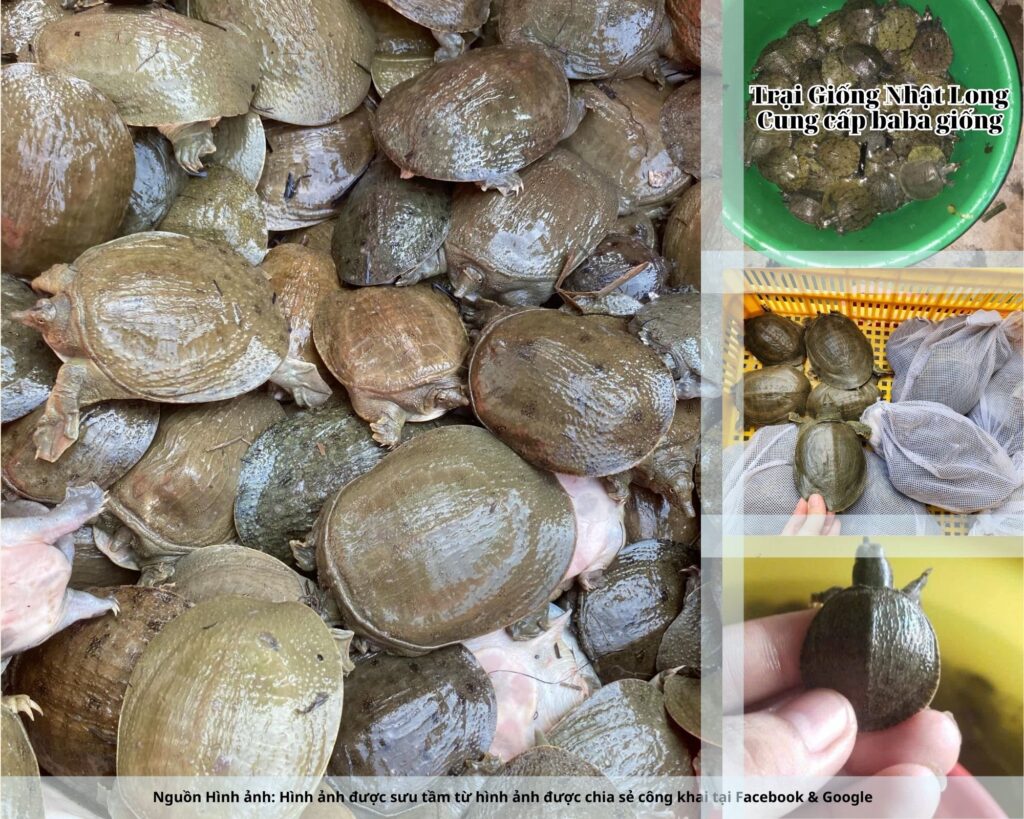 Nuôi baba giống được đánh giá là một hướng đi mang lại hiệu quả kinh tế cao, giúp nhiều hộ nông dân vươn lên thoát nghèo và làm giàu bền vững.