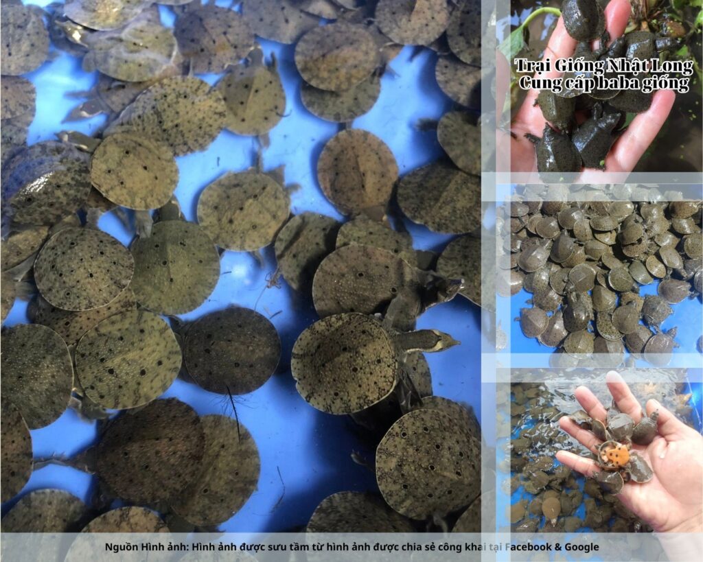 Sự phát triển của các trại giống baba tại Hà Tĩnh giúp bà con nông dân có điều kiện tiếp cận nguồn giống chất lượng, kỹ thuật nuôi hiện đại và đầu ra ổn định.