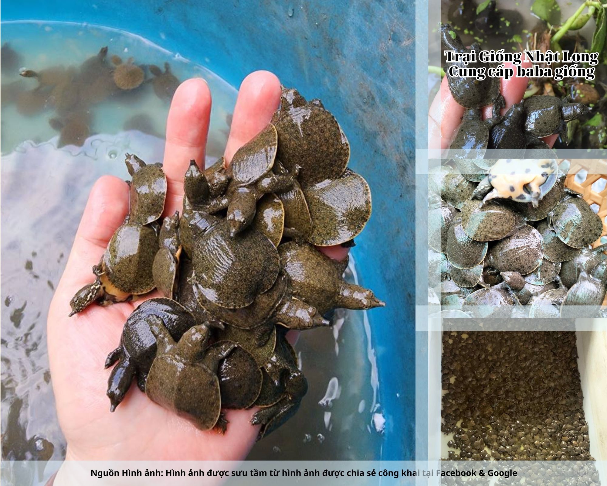 Nghề nuôi baba giống Hà Tĩnh đang mở ra nhiều cơ hội cho bà con nông dân, giúp cải thiện đời sống và phát triển kinh tế bền vững.