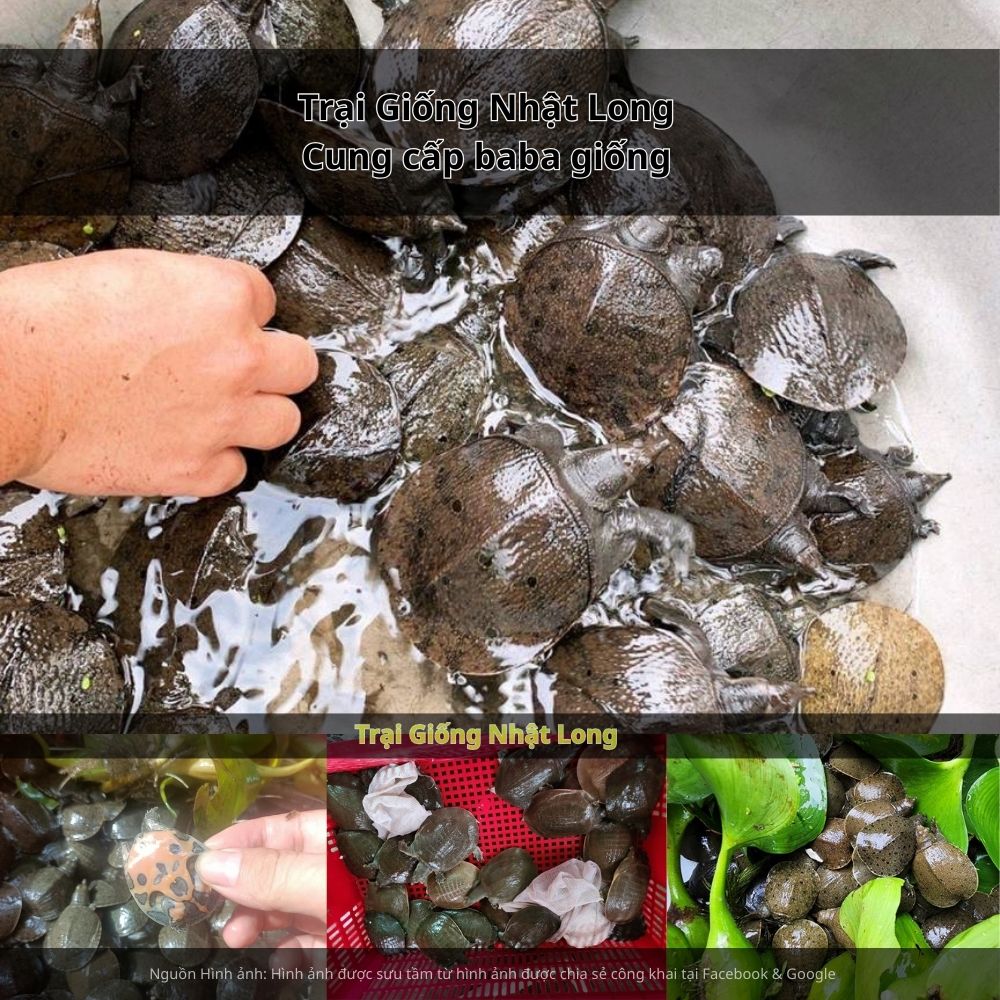 Theo dõi sức khỏe đàn nuôi, phát hiện sớm và xử lý kịp thời khi có dịch bệnh.