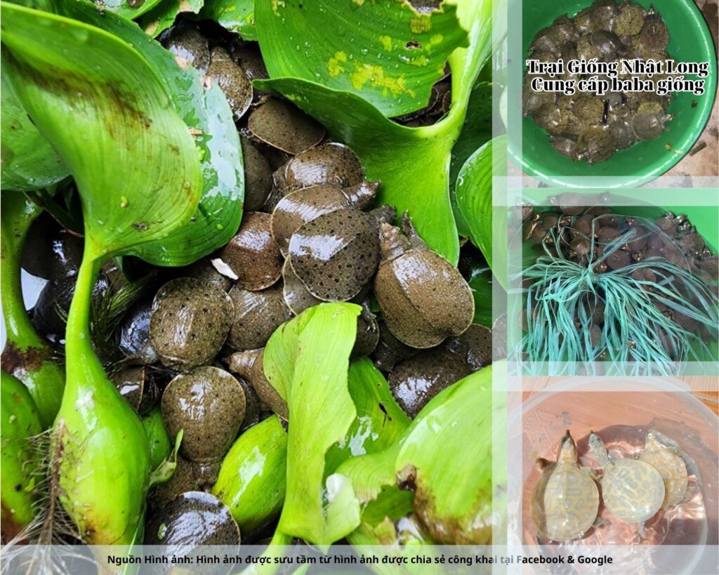 Nghề nuôi baba giống Hà Tĩnh đang mở ra nhiều cơ hội cho bà con nông dân, giúp cải thiện đời sống và phát triển kinh tế bền vững.