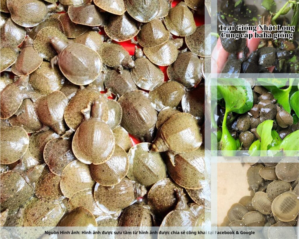 Trại Giống Nhật Long – đơn vị chuyên cung cấp baba giống Hà Tĩnh và nhiều loại giống thủy sản khác.