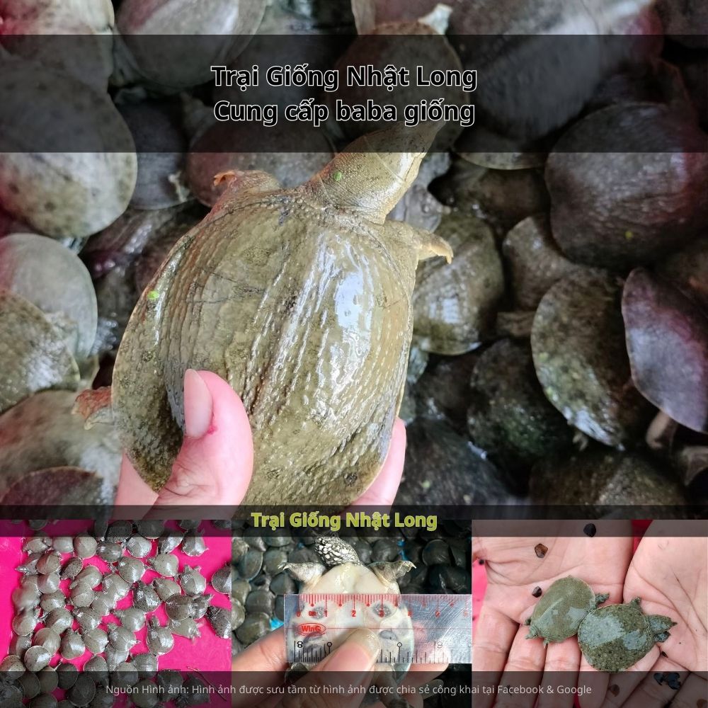 Giá bán baba thương phẩm hiện ổn định trong khoảng 250.000 – 400.000 đồng/kg