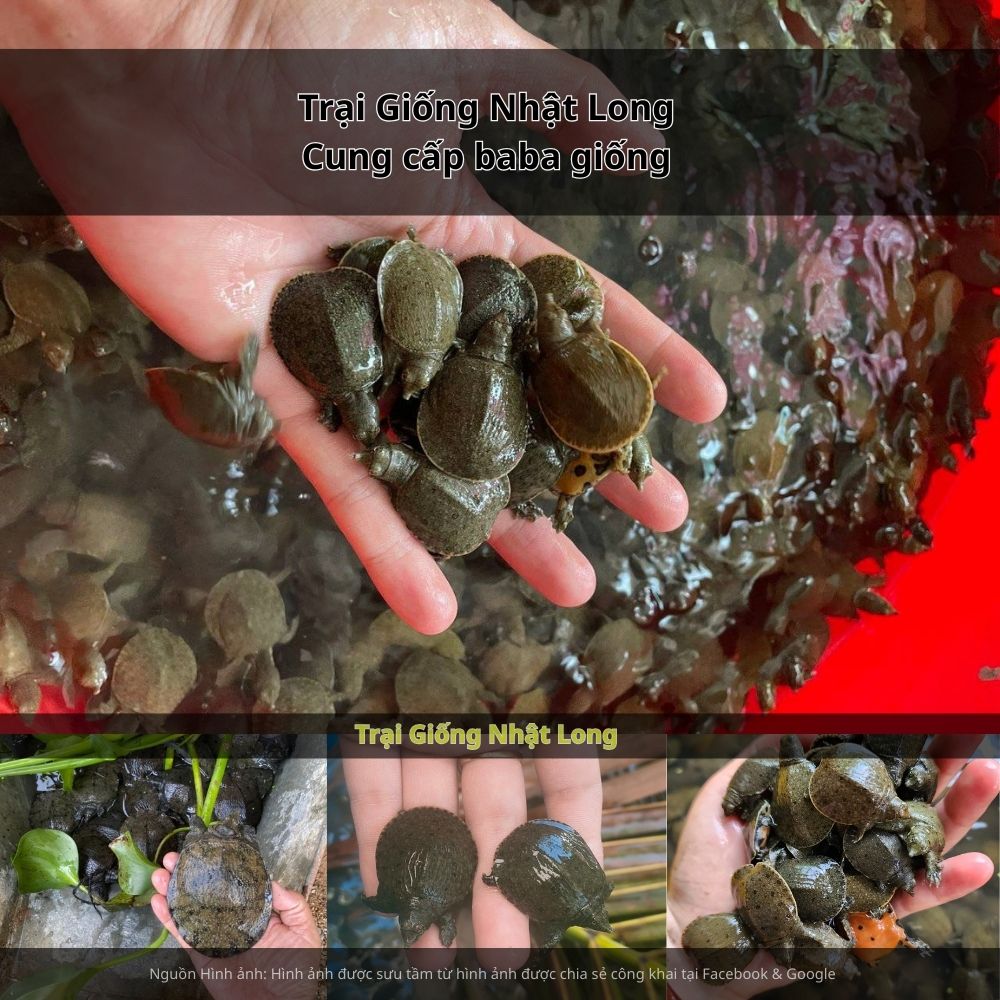 Giữ ao nuôi sạch sẽ, phát hiện sớm và xử lý kịp thời khi có dấu hiệu bất thường.