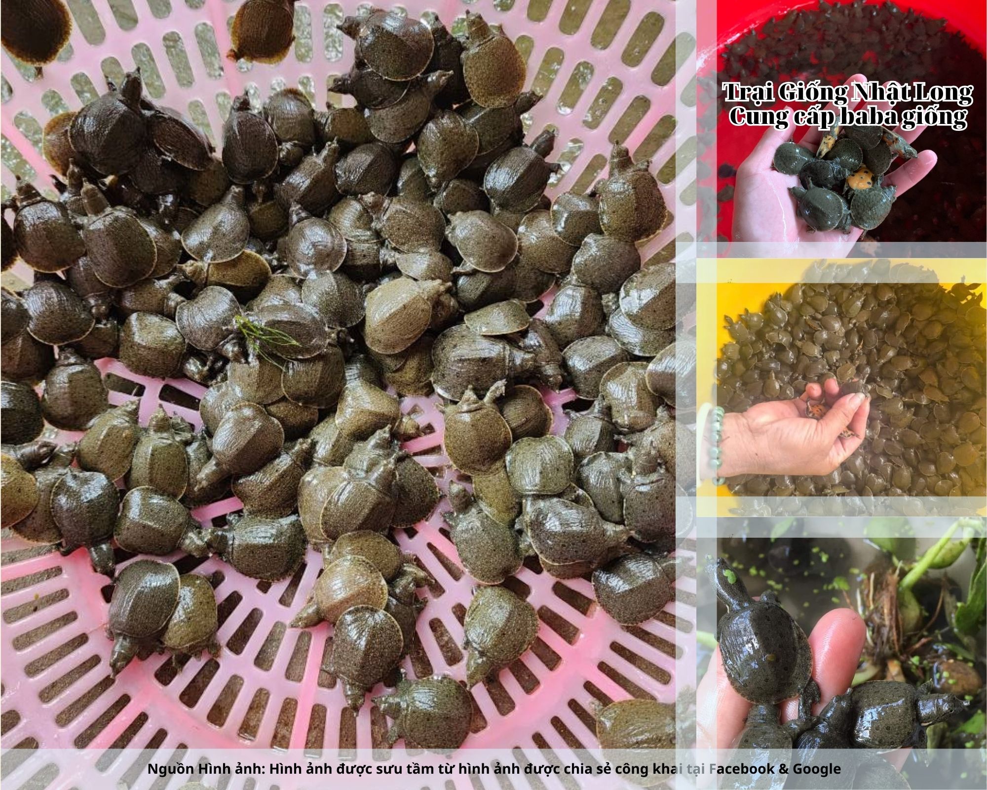 Nếu bạn đang tìm kiếm nguồn baba giống Quảng Bình chất lượng, hãy liên hệ ngay với Trại Giống Nhật Long để được cung cấp con giống khỏe mạnh