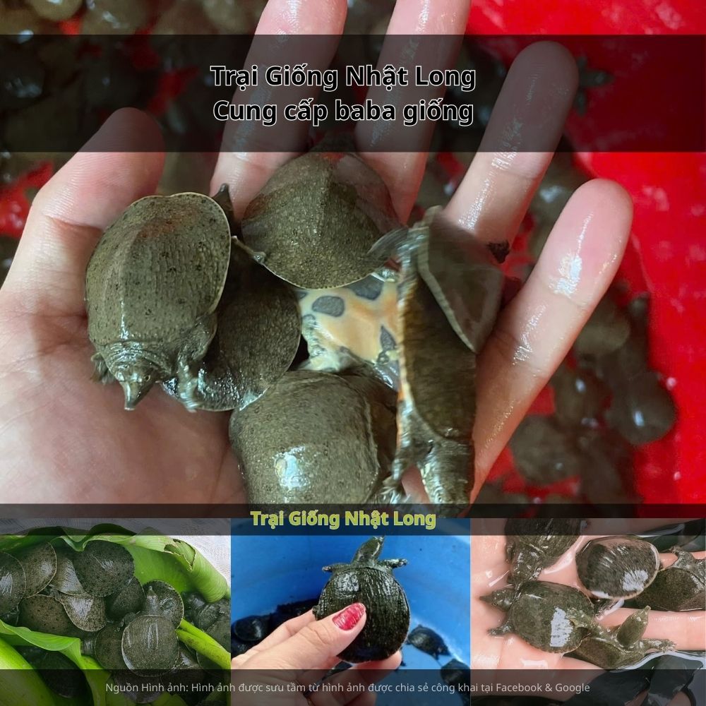 Nhà hàng ven biển Ba Động – nổi tiếng với các món ăn chế biến từ baba, phục vụ khách du lịch và người dân địa phương.