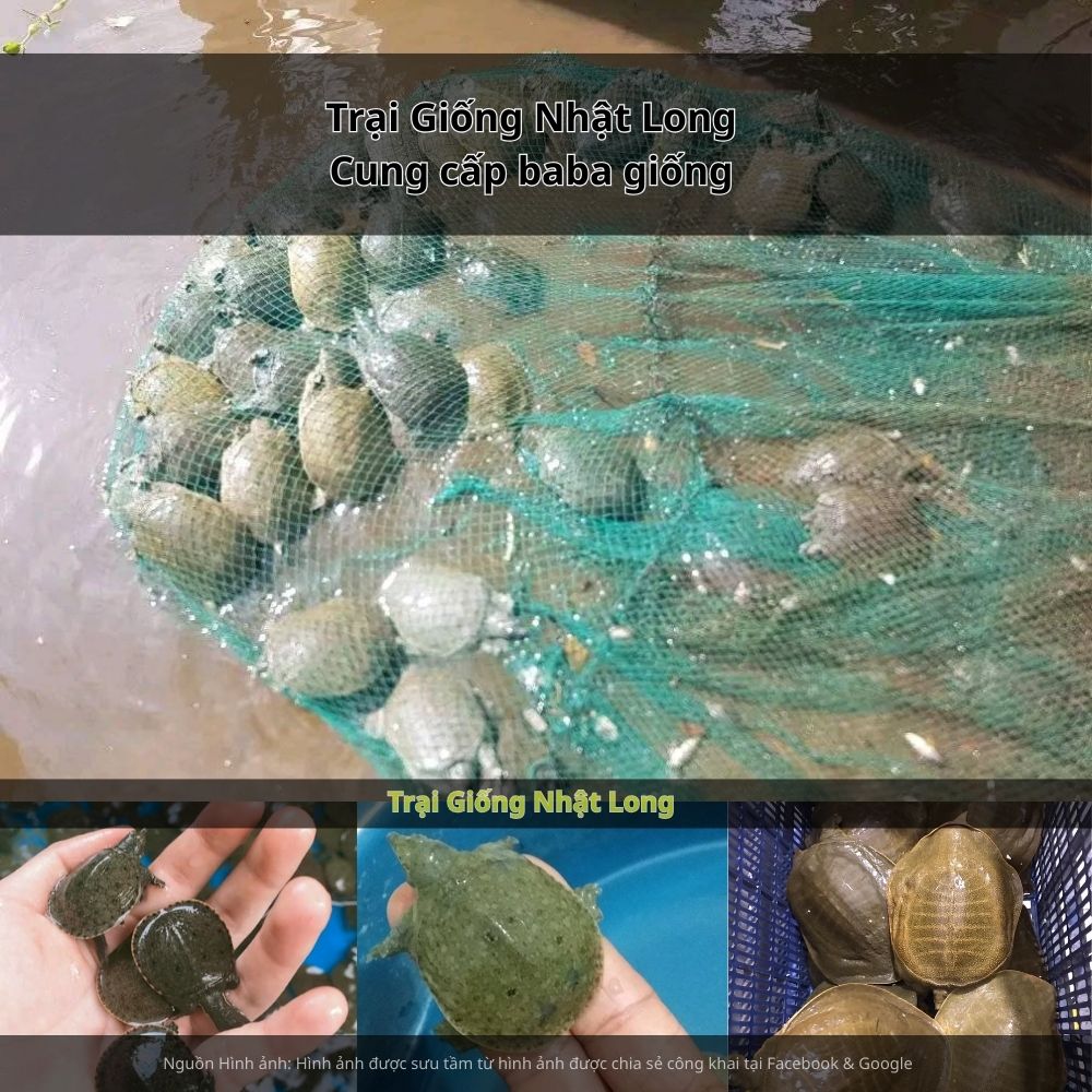 Trại Giống Nhật Long – đơn vị chuyên cung cấp baba giống Trà Vinh cùng nhiều loại giống thủy sản khác.
