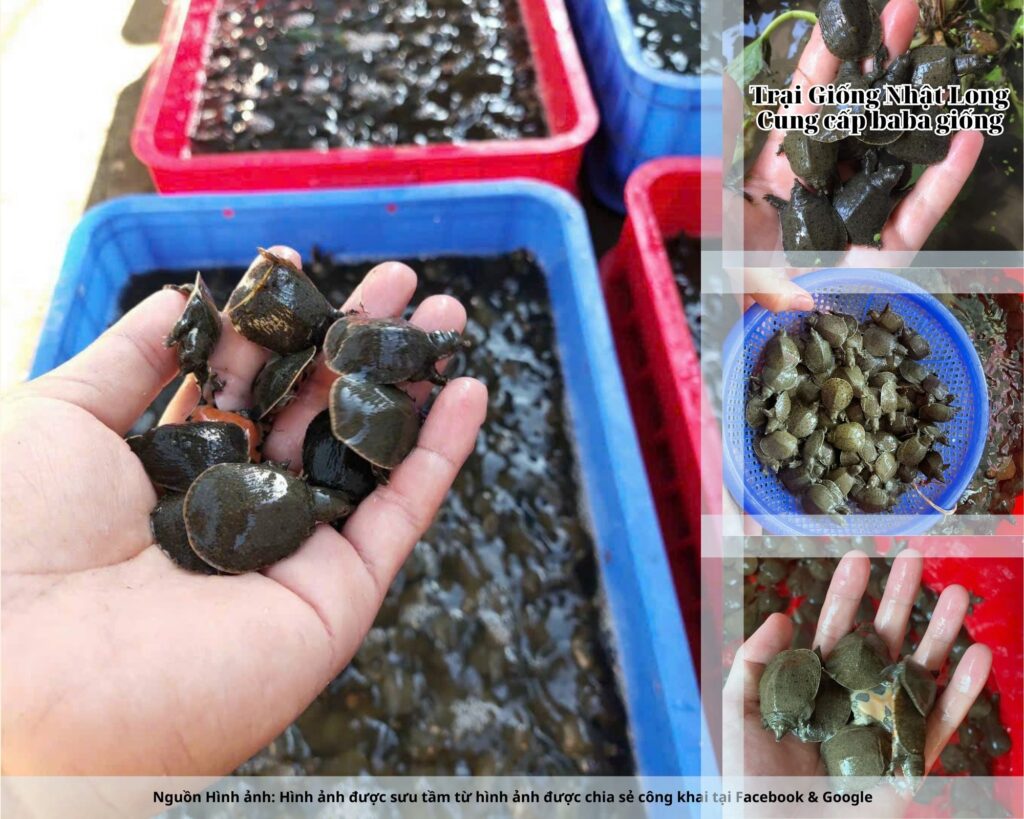 Giữ ao sạch sẽ, tránh ô nhiễm nguồn nước, phát hiện bệnh kịp thời để xử lý.