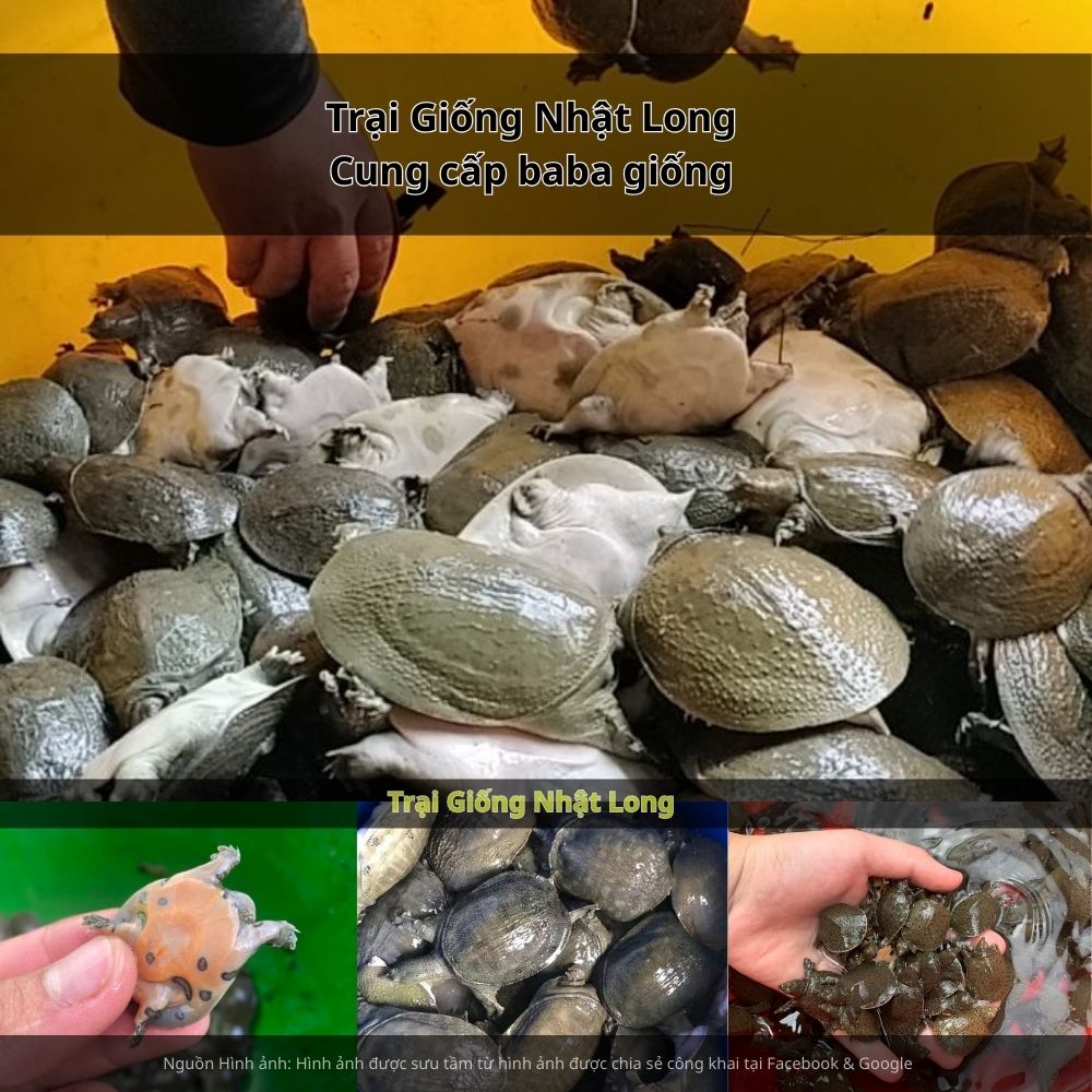 baba giống Trà Vinh có khả năng sinh trưởng tốt, ít bệnh, thích nghi nhanh với điều kiện tự nhiên của địa phương