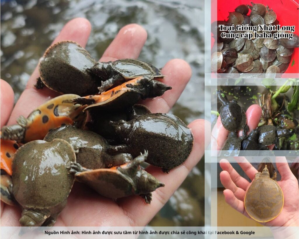 Trại Giống Nhật Long – đơn vị chuyên cung cấp baba giống Quảng Bình cùng nhiều loại thủy sản khác.