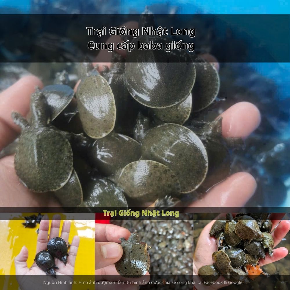 Sự ra đời của các trại giống baba tại Trà Vinh giúp bà con dễ dàng tiếp cận con giống khỏe mạnh, kỹ thuật nuôi hiện đại và đảm bảo đầu ra lâu dài.