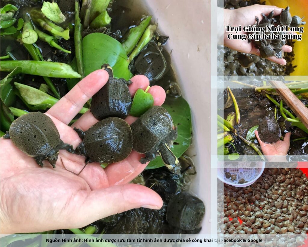 Du lịch phát triển mạnh mẽ giúp nhu cầu nguồn thực phẩm đặc sản như baba ngày càng lớn, tạo điều kiện cho bà con mở rộng quy mô nuôi.