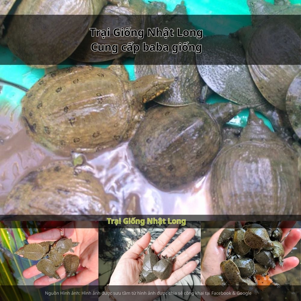 Giá bán baba thương phẩm hiện ổn định từ 250.000 – 400.000 đồng/k