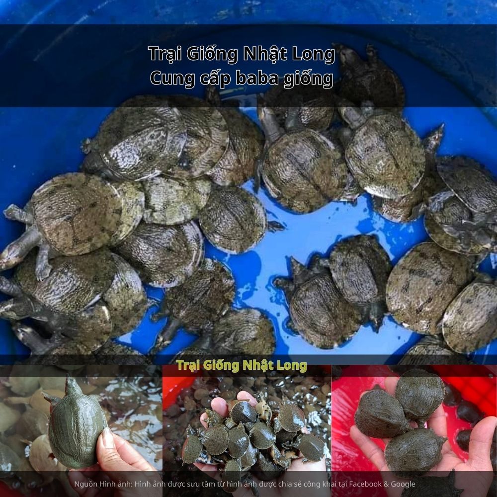 Trại Giống Nhật Long – đơn vị chuyên cung cấp baba giống Bình Định và nhiều loại giống thủy sản khác.
