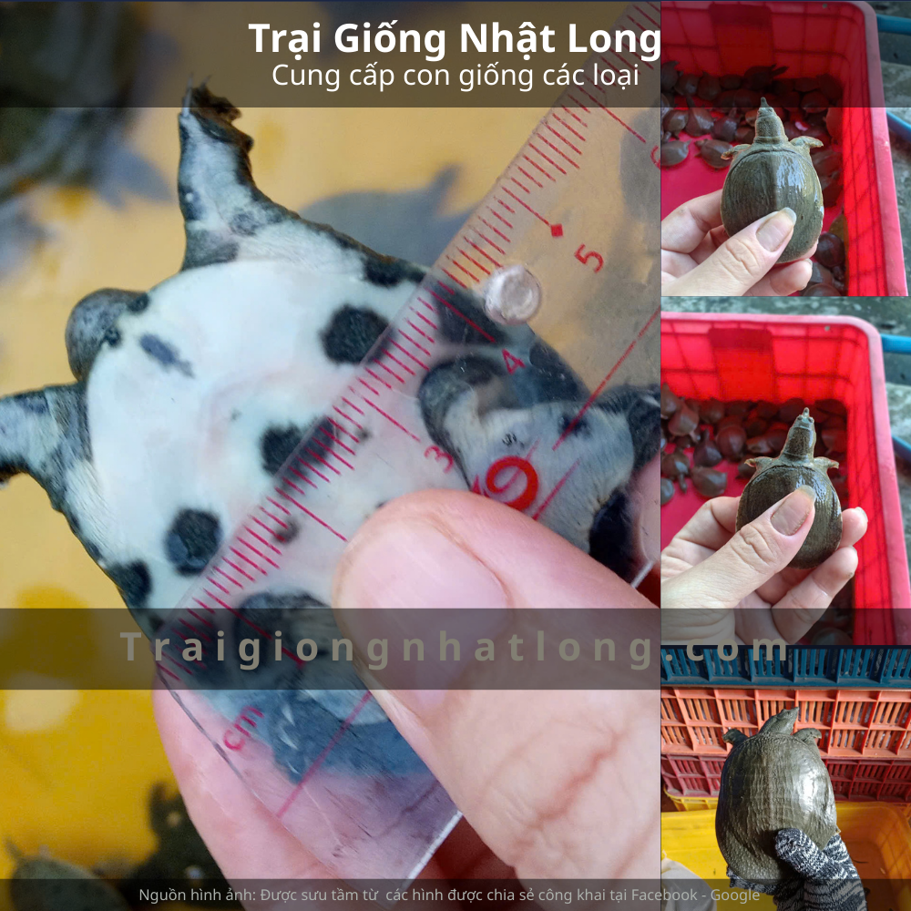 Hà Giang và nghề nuôi thủy sản