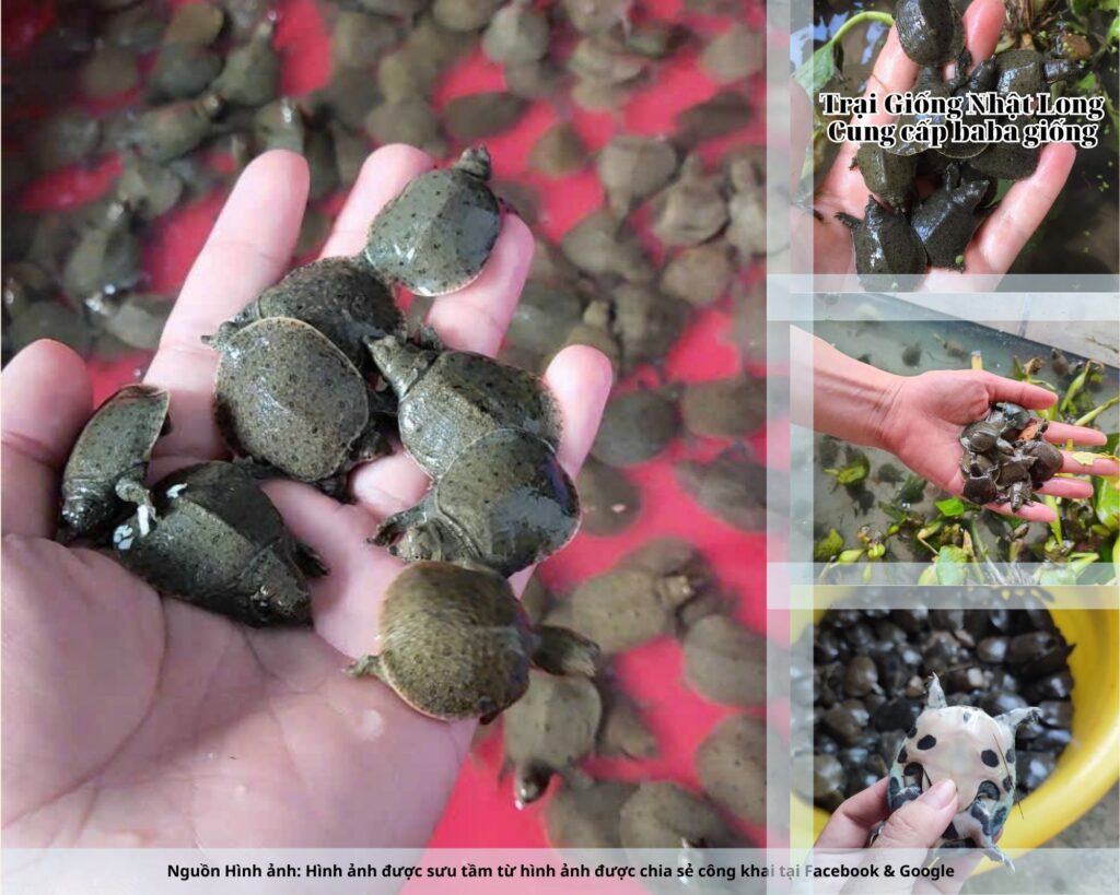 Baba giống Quảng Bình thích nghi tốt với điều kiện khí hậu miền Trung, sinh trưởng nhanh, ít bệnh và mang lại năng suất cao.