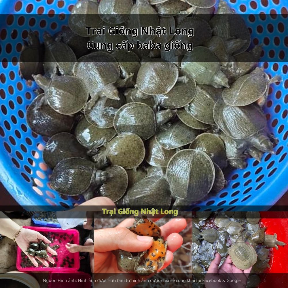 Giữ môi trường ao sạch sẽ, phát hiện sớm và xử lý kịp thời khi có dấu hiệu bất thường.