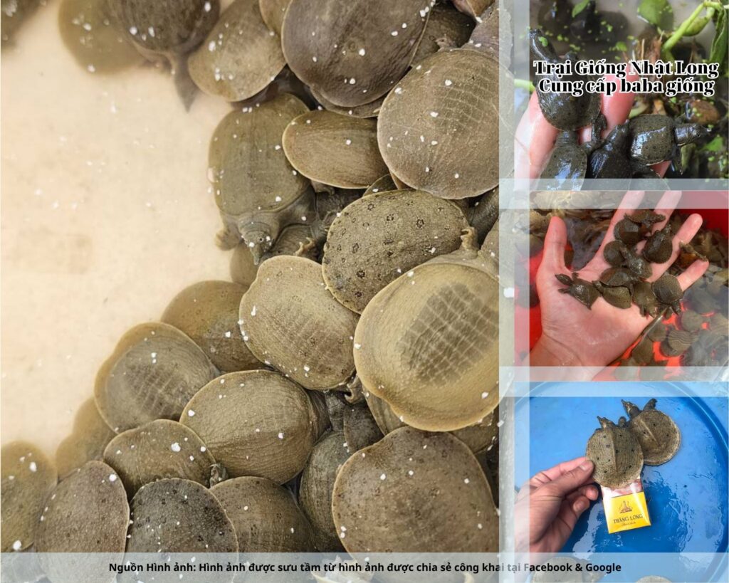 Sự ra đời của các trại giống baba tại Quảng Bình đã và đang mang đến cho bà con nguồn con giống chất lượng, kỹ thuật nuôi khoa học và thị trường tiêu thụ ổn định.