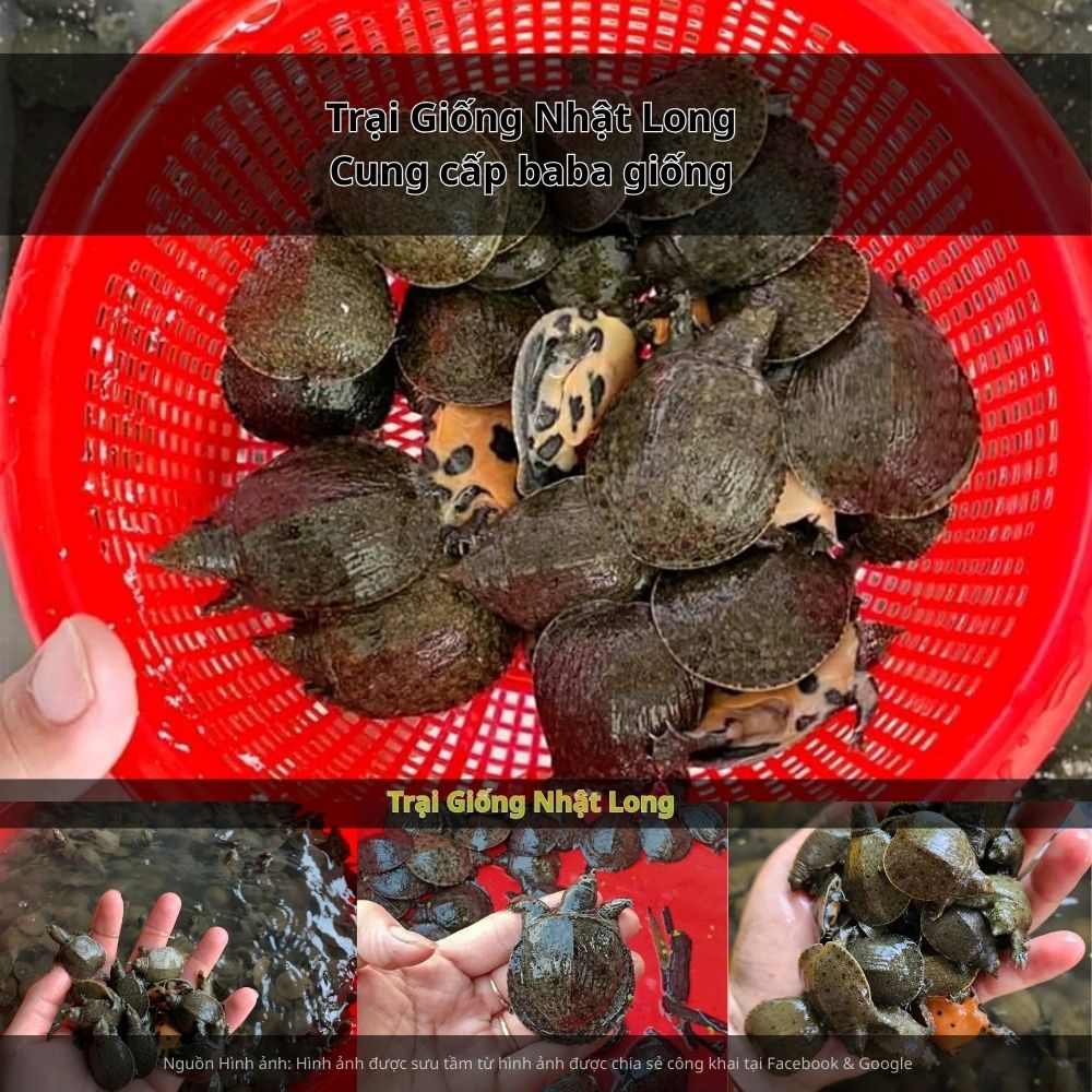 Nhà hàng ven sông Cổ Chiên (TP Vĩnh Long) – nổi tiếng với các món ăn từ baba, thu hút du khách và người dân.