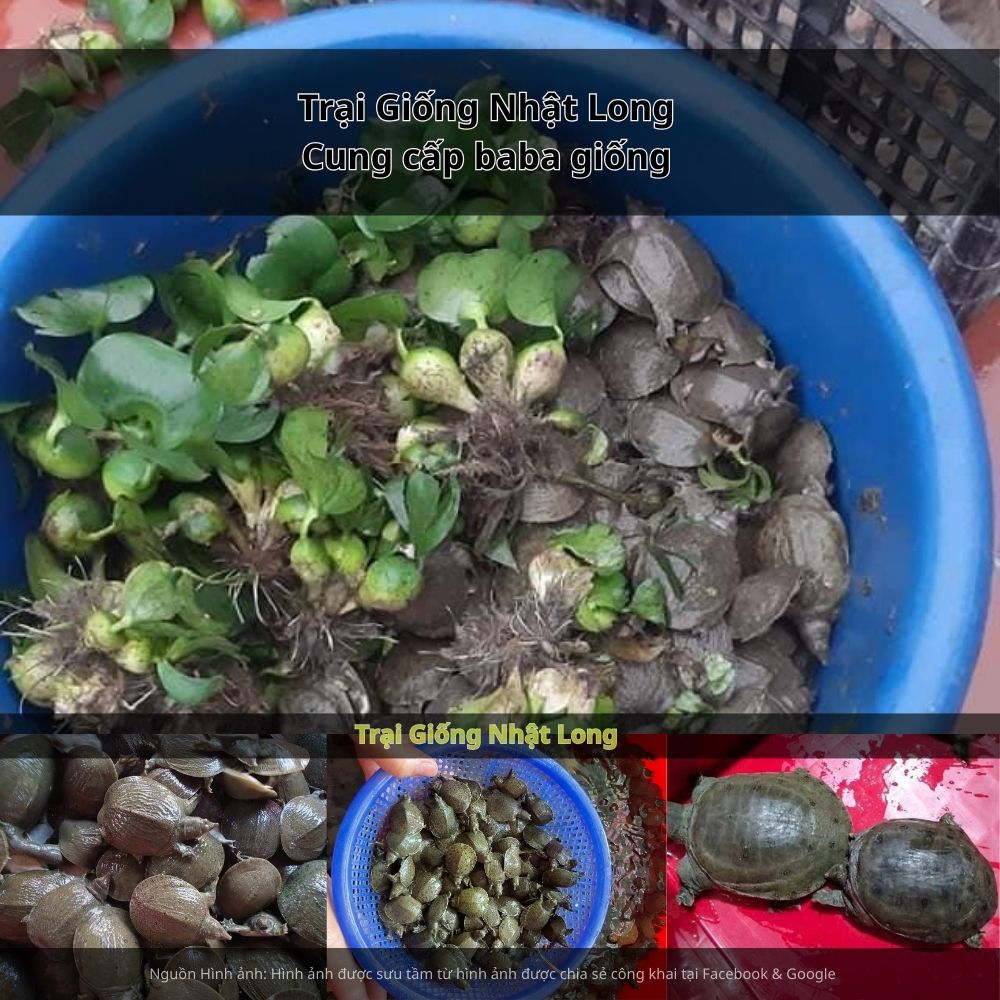 Trại Giống Nhật Long – chuyên cung cấp baba giống Vĩnh Long và nhiều loại thủy sản khác trên toàn quốc.