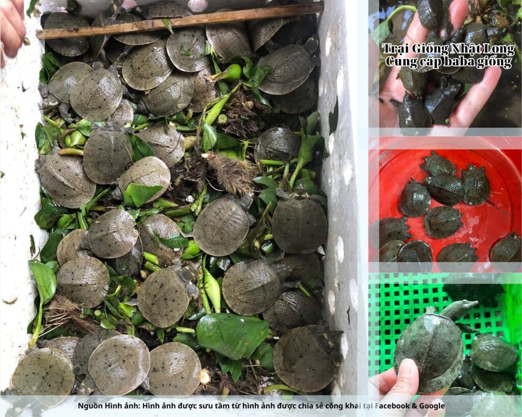 Thời gian nuôi từ 18 – 24 tháng sẽ cho thu hoạch baba thương phẩm, với giá bán ổn định từ 250.000 – 400.000 đồng/kg.