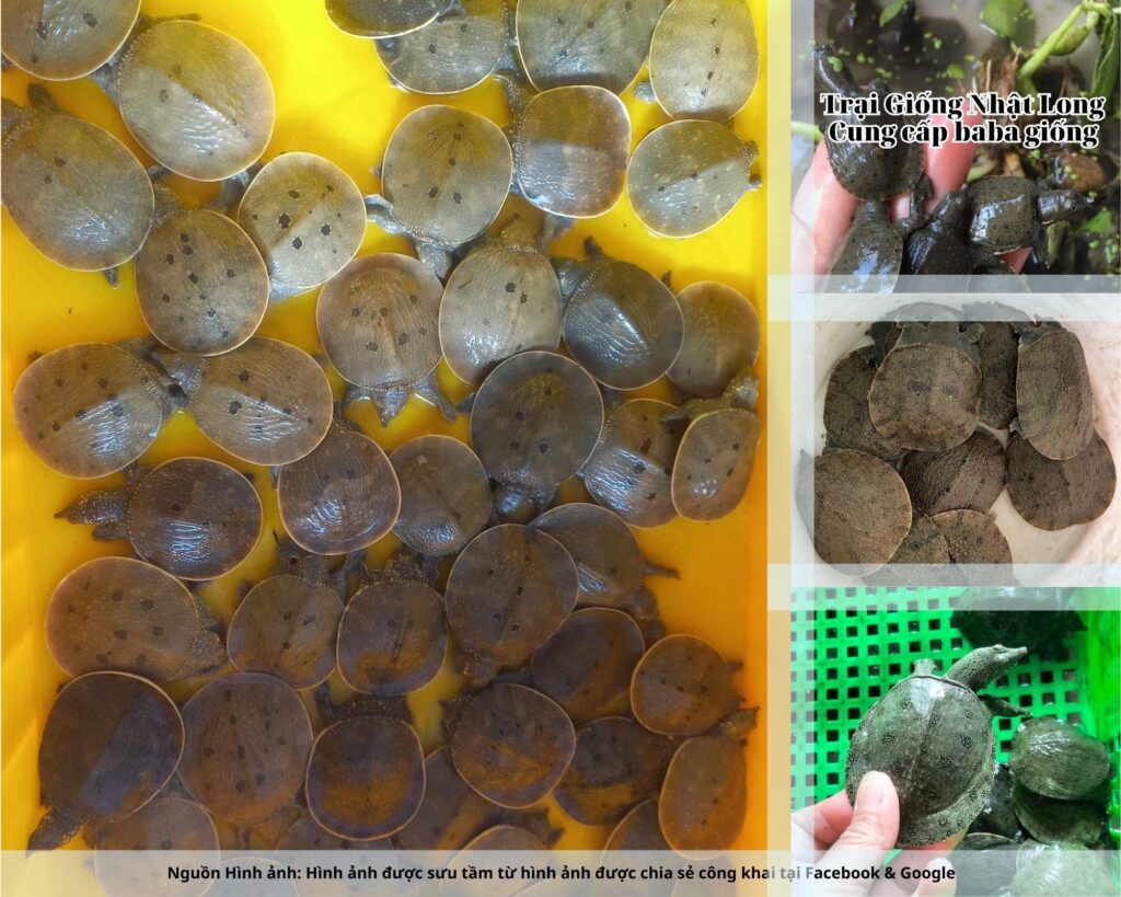 Trại Giống Nhật Long – đơn vị chuyên cung cấp baba giống Quảng Trị cùng nhiều loại thủy sản khác.