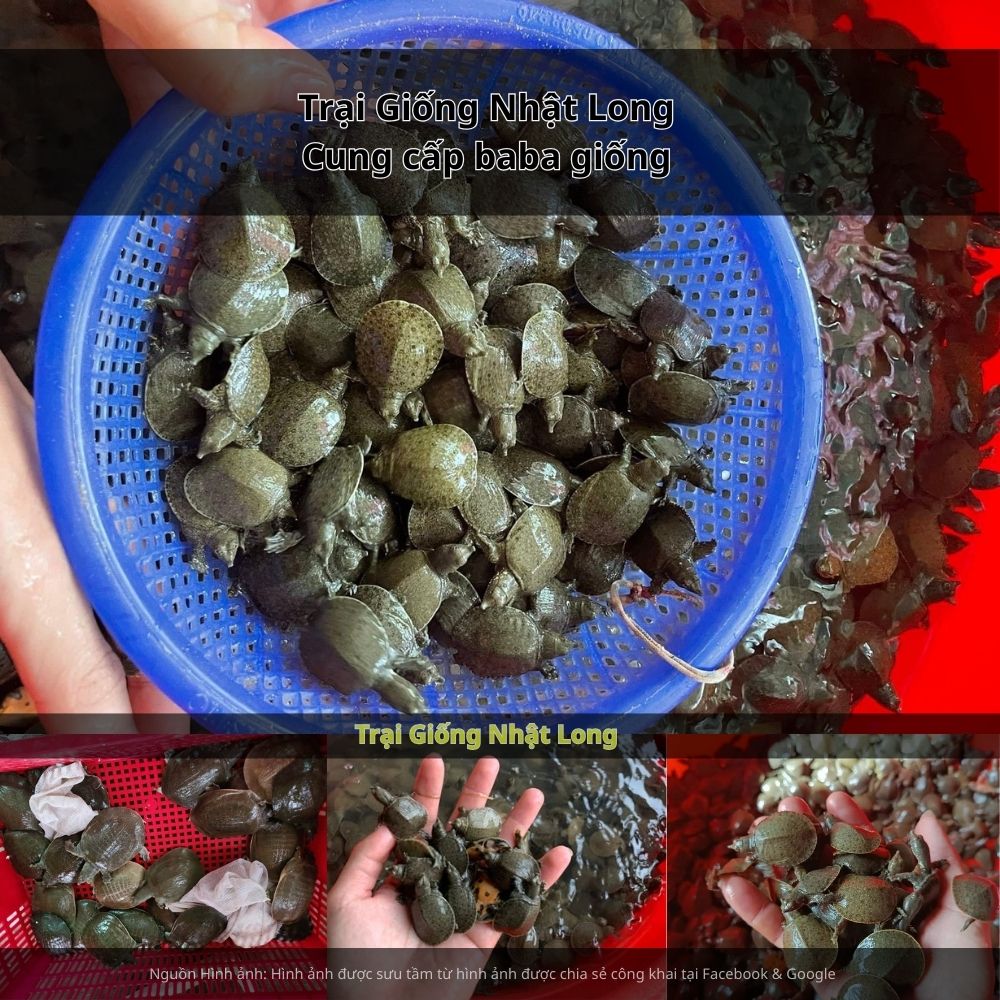 ự phát triển của các trại giống baba tại Vĩnh Long đã mở ra cơ hội giúp người dân tiếp cận con giống khỏe mạnh, kỹ thuật nuôi khoa học và đầu ra ổn định.