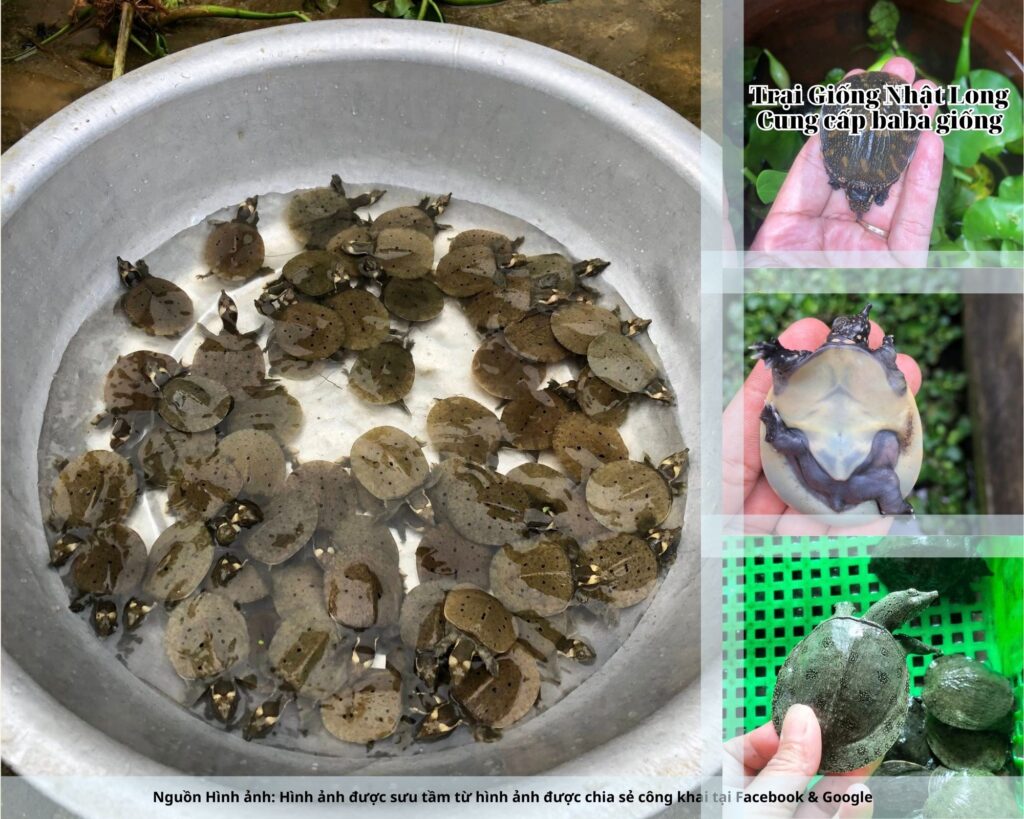 Ngoài ra, sự kết nối với thị trường lân cận như Quảng Bình, Huế cũng góp phần giúp bà con an tâm về đầu ra cho sản phẩm.