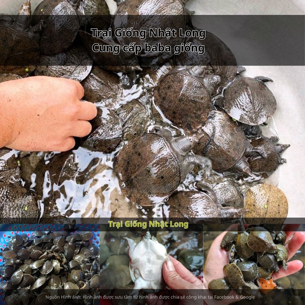 Giá bán baba thương phẩm hiện ổn định trong khoảng 250.000 – 400.000 đồng/kg