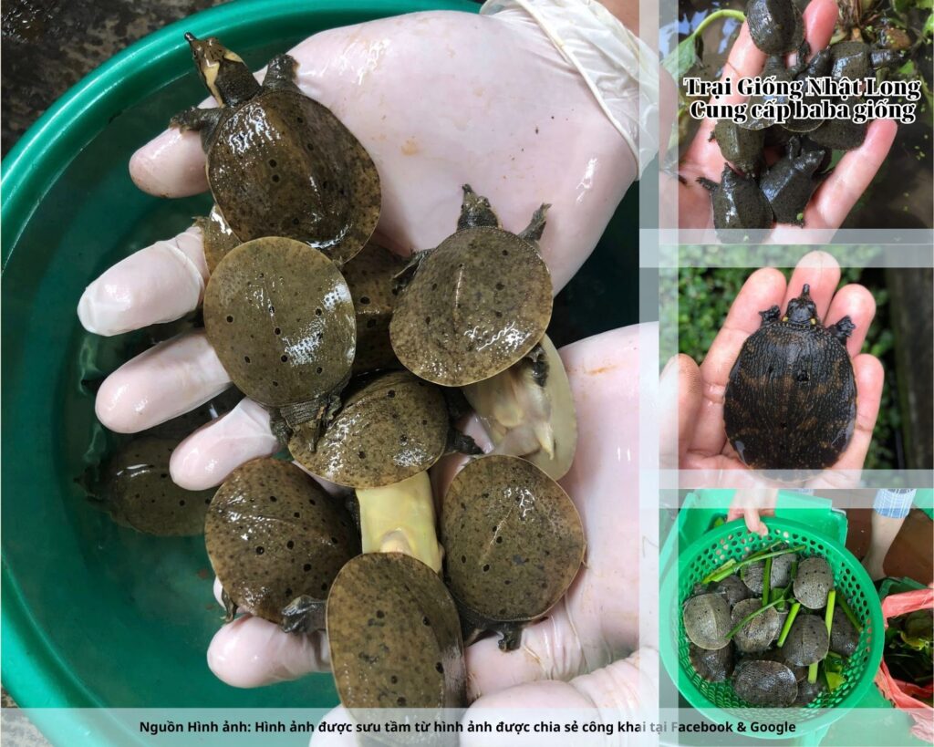 Baba giống Quảng Trị có khả năng sinh trưởng nhanh, ít dịch bệnh, thích nghi tốt với điều kiện khắc nghiệt của miền Trung.