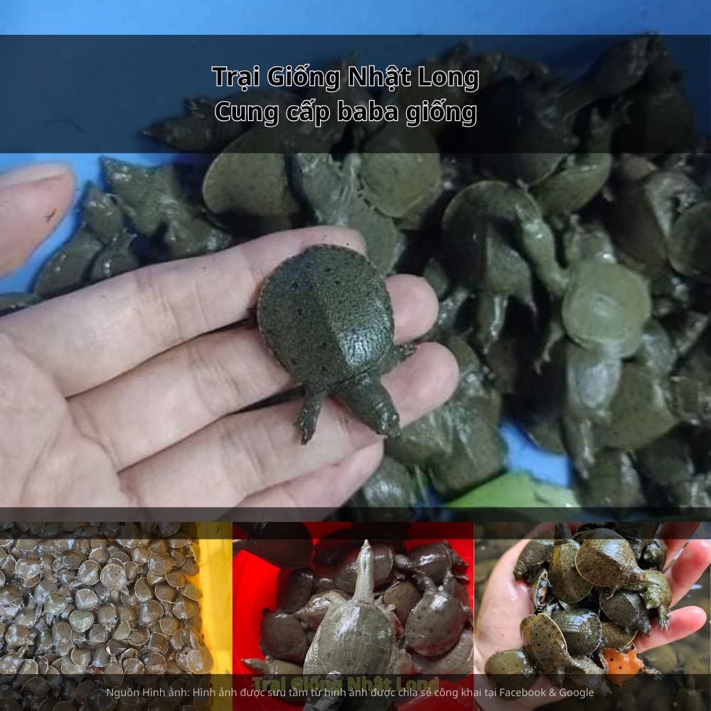 Theo dõi đàn thường xuyên, phát hiện sớm bệnh và xử lý kịp thời.