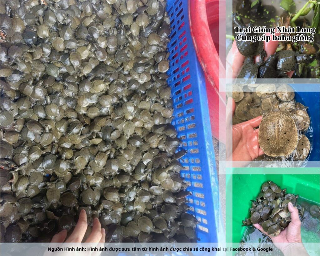 Sự xuất hiện của các trại giống baba tại Quảng Trị đã giúp bà con có thêm nguồn con giống chất lượng, kỹ thuật nuôi hiện đại và đầu ra ổn định