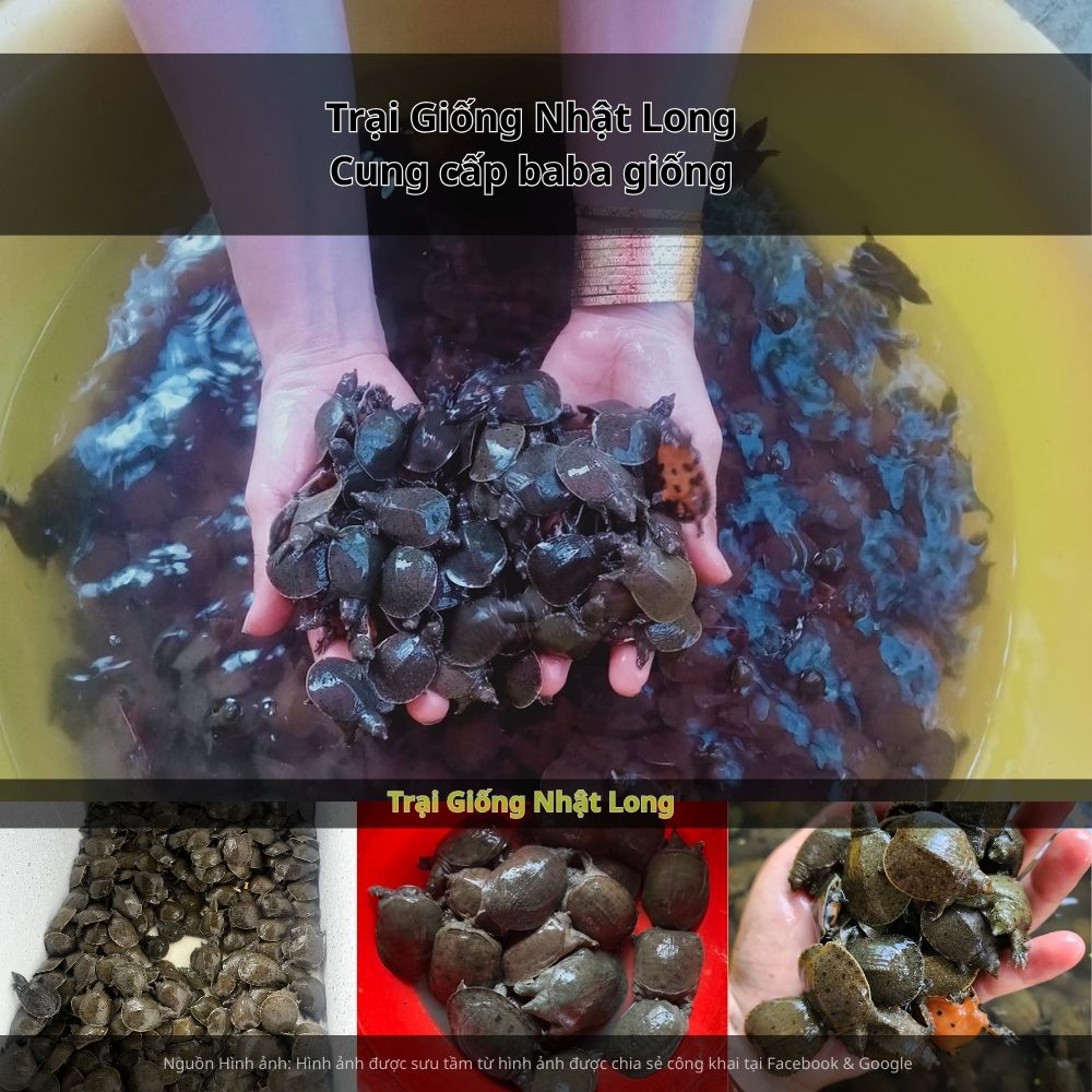 Sản lượng baba thương phẩm còn có thể dễ dàng tiêu thụ ở TP Hồ Chí Minh và các tỉnh miền Tây khác.