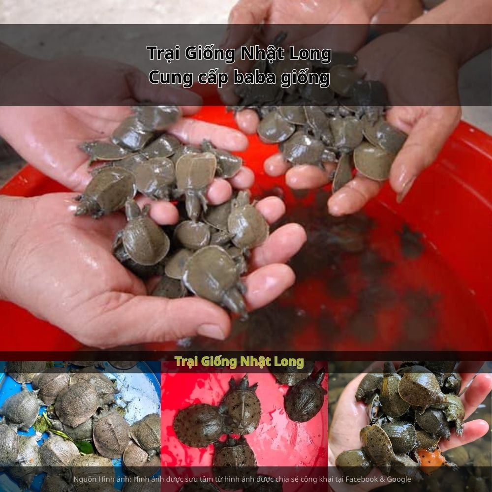 Trại Giống Nhật Long – chuyên cung cấp baba giống Đồng Tháp và nhiều loại giống thủy sản khác trên cả nước.