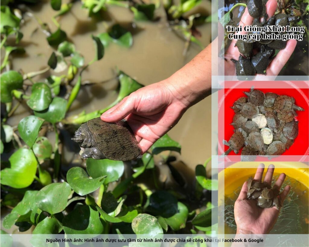 Giá bán baba thương phẩm ổn định ở mức 250.000 – 400.000 đồng/kg, nhu cầu tiêu thụ cao tại các khu du lịch và chợ lớn.