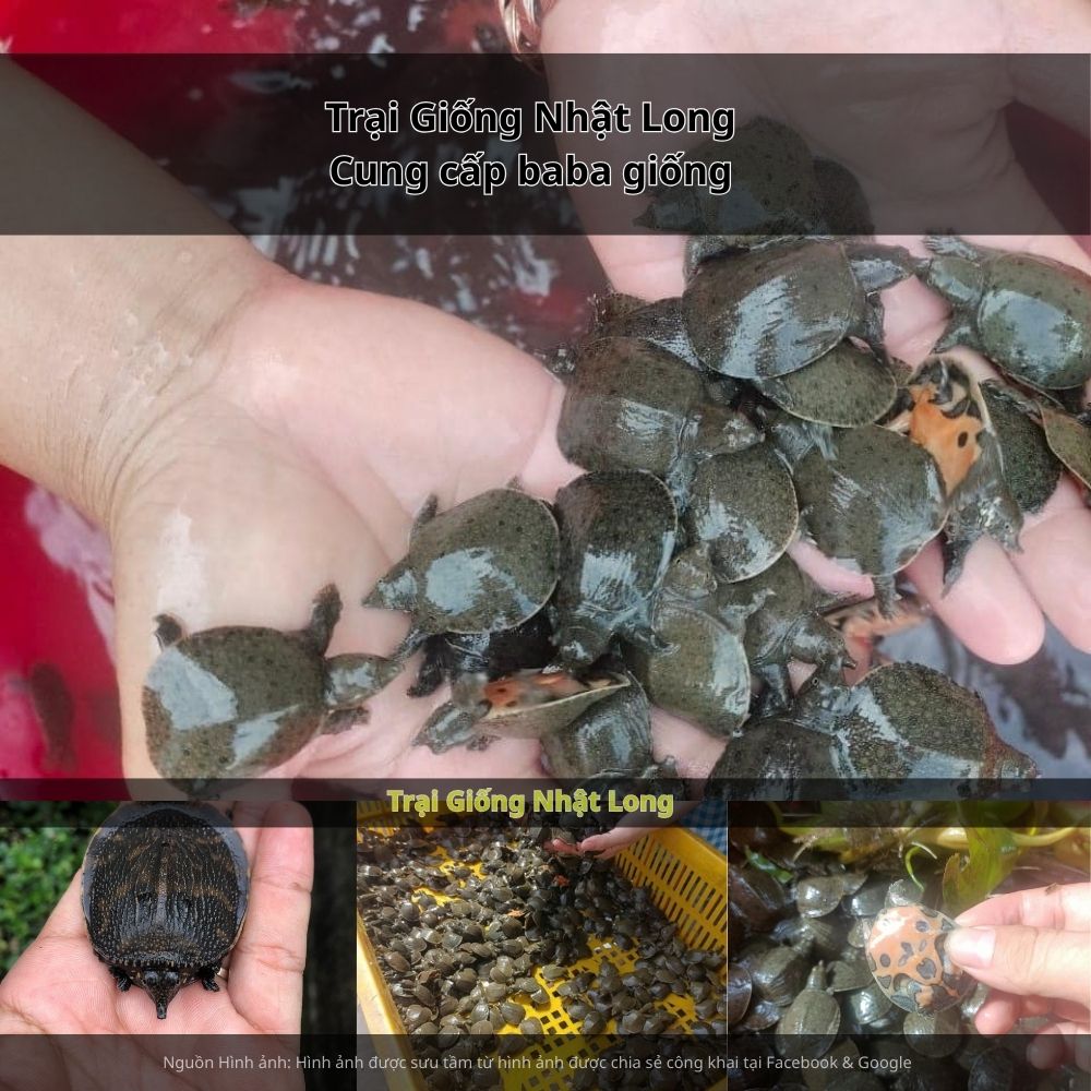 Tại Đồng Tháp, đặc biệt ở TP Cao Lãnh và Sa Đéc, nhu cầu tiêu thụ baba ngày càng tăng