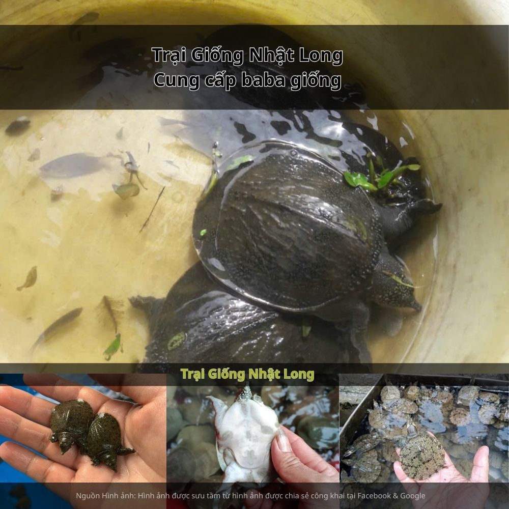 Baba giống Bình Định thích nghi tốt với khí hậu miền Trung, sinh trưởng nhanh, ít bệnh và mang lại năng suất cao