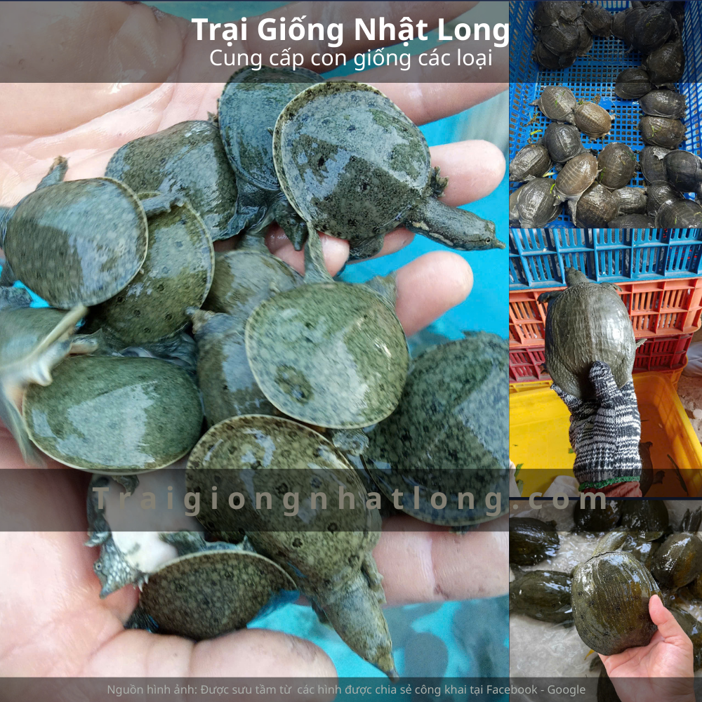 Mua Ba Ba Giống Ở Đâu Uy Tín