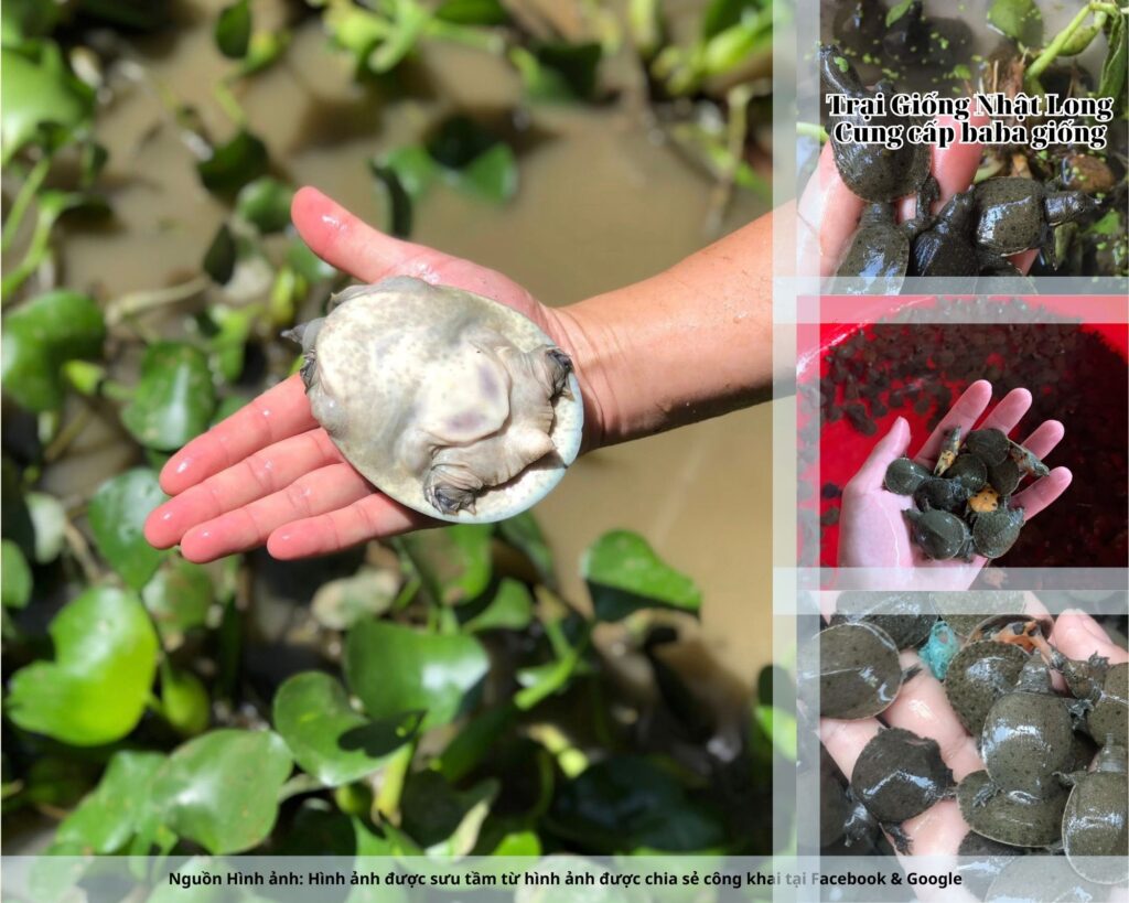 Giữ môi trường sạch sẽ, tránh ô nhiễm, phát hiện và xử lý kịp thời khi có dấu hiệu bệnh.