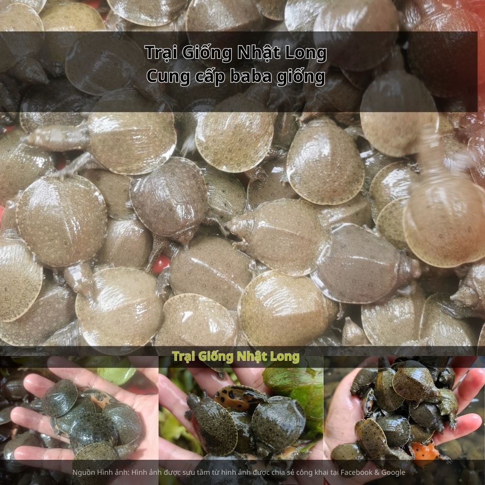 Sự hình thành và phát triển của các trại giống baba tại Đồng Tháp đang mang đến nguồn giống chất lượng