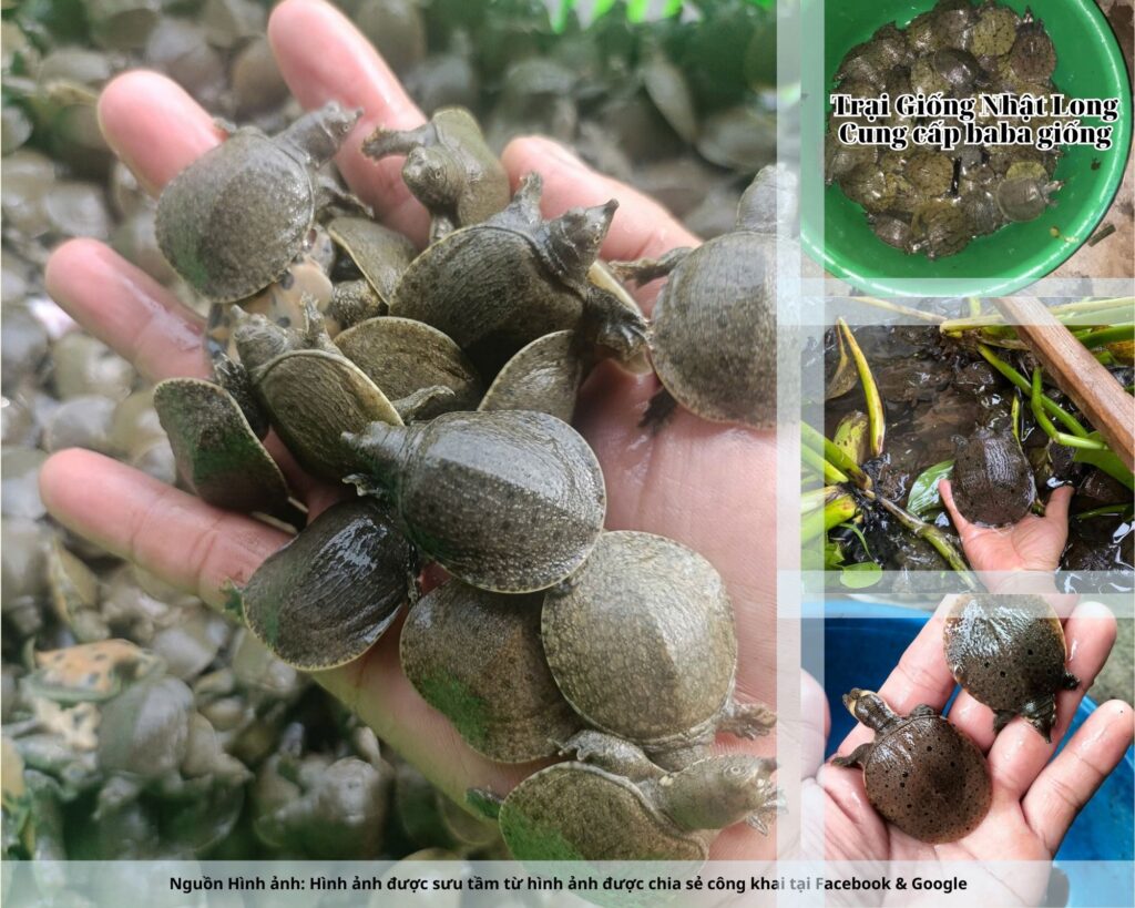 Trại Giống Nhật Long – đơn vị chuyên cung cấp baba giống Thừa Thiên - Huế cùng nhiều loại giống thủy sản khác.