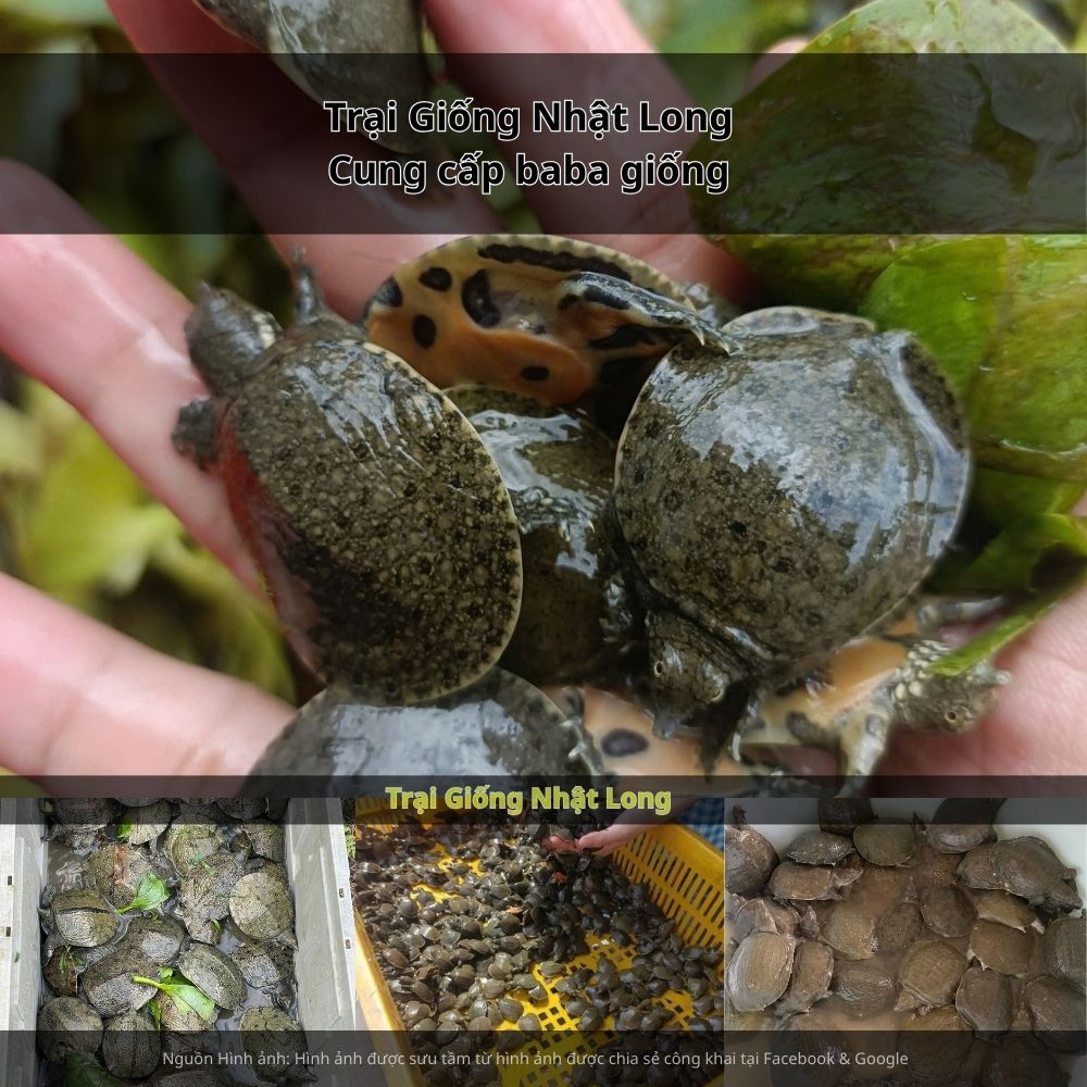 Giá bán baba thương phẩm dao động ổn định trong khoảng 250.000 – 400.000 đồng/kg