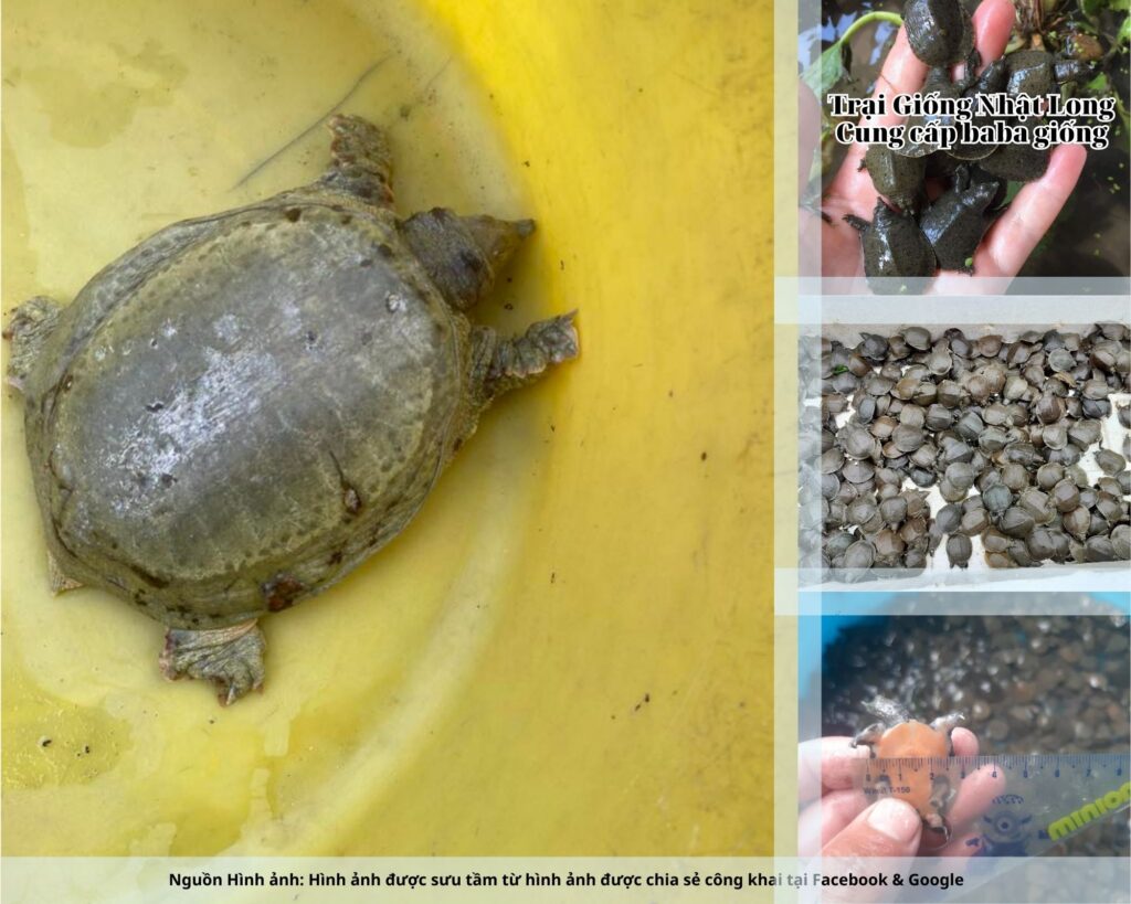 Baba giống Thừa Thiên - Huế có sức đề kháng tốt, thích nghi nhanh, sinh trưởng nhanh và ít gặp dịch bệnh.