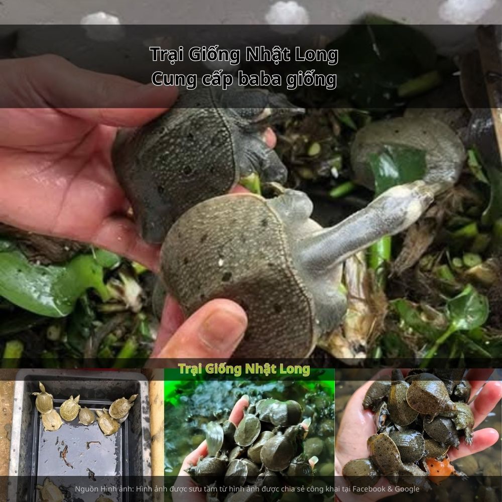 Quan sát thường xuyên, xử lý kịp thời khi có dấu hiệu bất thường.