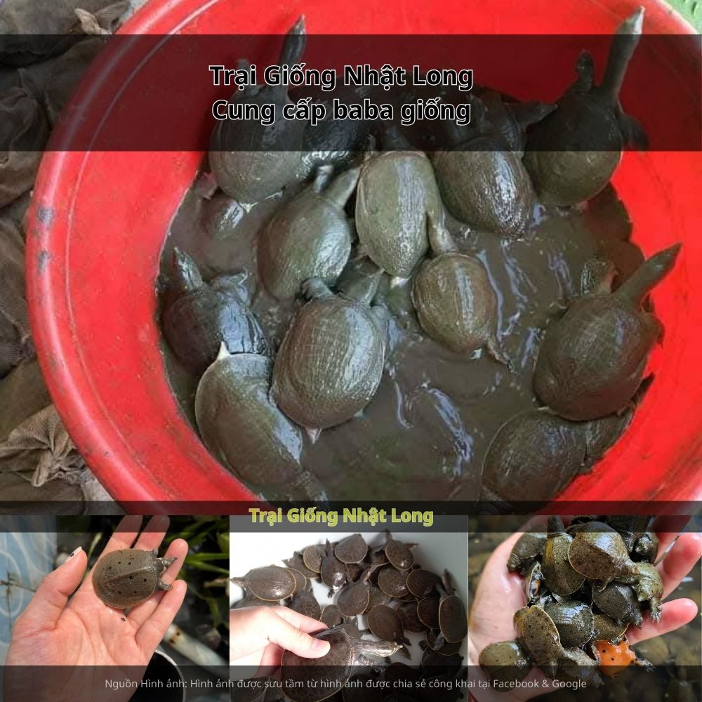 Nhờ hệ thống chợ đầu mối và cửa khẩu quốc tế, baba An Giang còn có thể cung ứng cho nhiều tỉnh, thành khác.