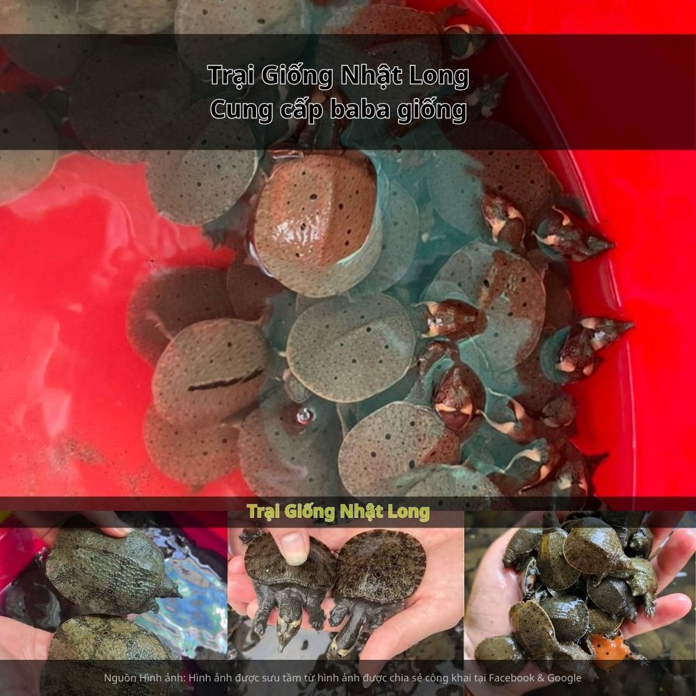 Trại Giống Nhật Long – chuyên cung cấp giống baba An Giang và nhiều loại thủy sản khác.