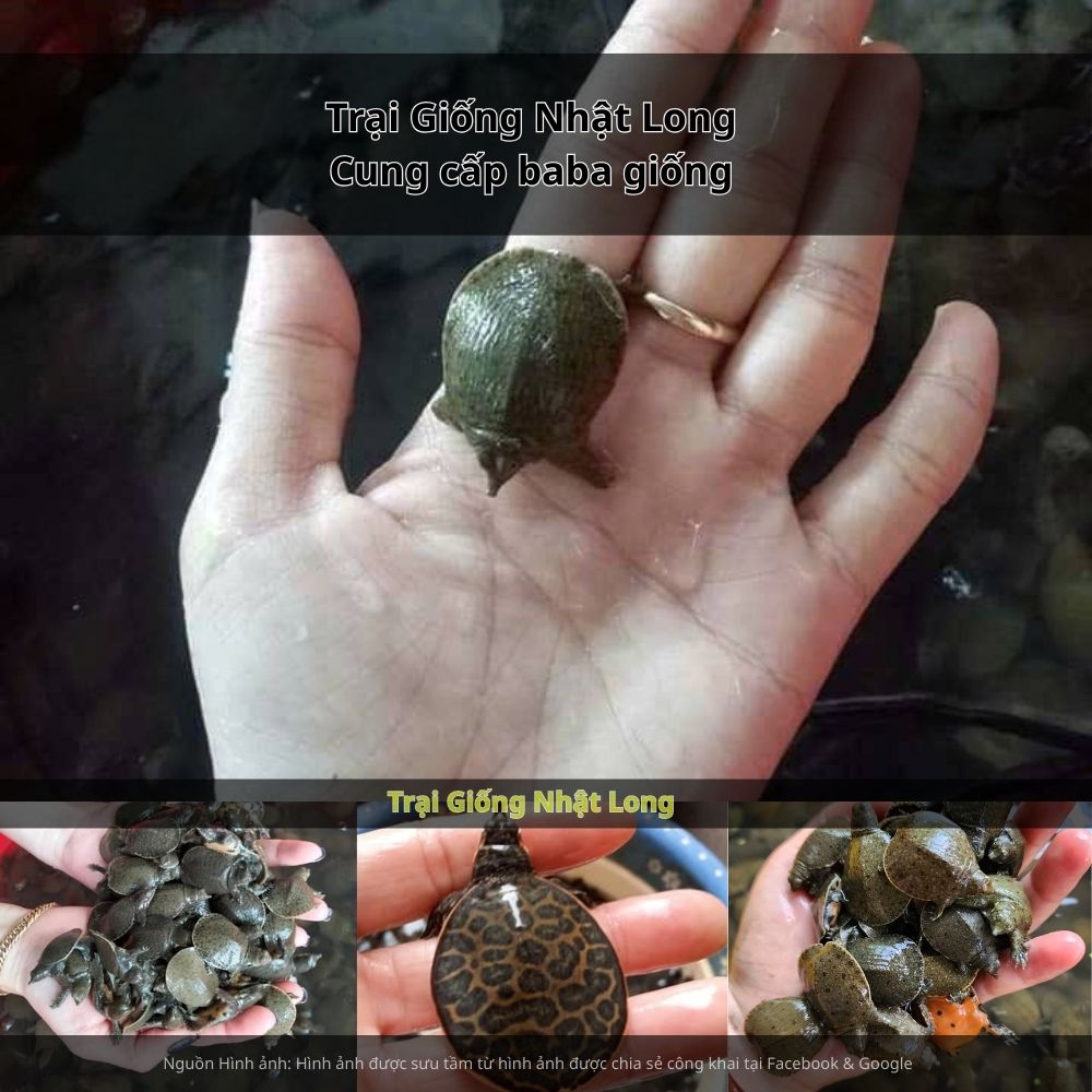 Baba giống An Giang sinh trưởng tốt, thích nghi với khí hậu nhiệt đới gió mùa, ít dịch bệnh