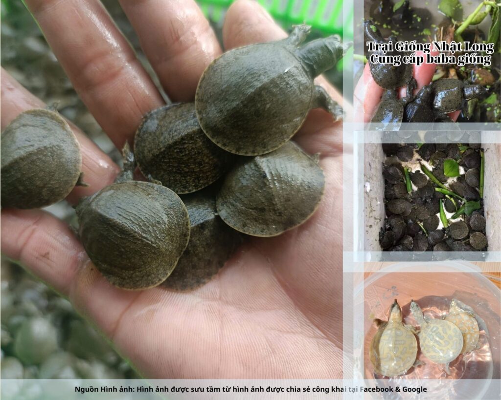 Giá bán baba thương phẩm hiện ổn định từ 250.000 – 400.000 đồng/kg, dễ dàng tiêu thụ tại thị trường nội thành và các khu du lịch.