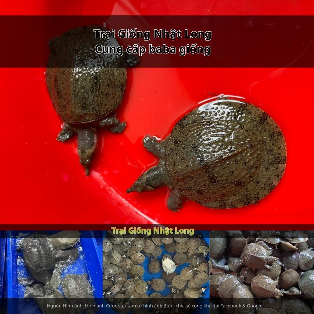 Sự ra đời của các trại giống baba tại An Giang đã góp phần cung cấp nguồn giống chất lượng